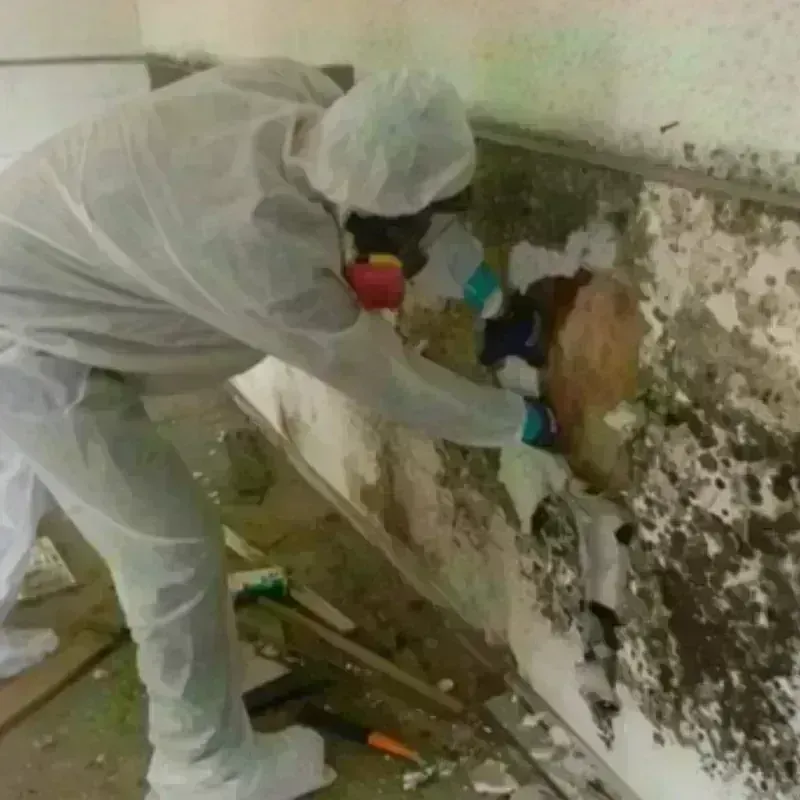 Mold Remediation and Removal in Whitehouse Station, NJ